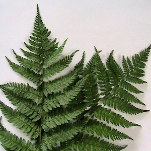 100 Northern Woodfern Fern Spores -Dryopteris