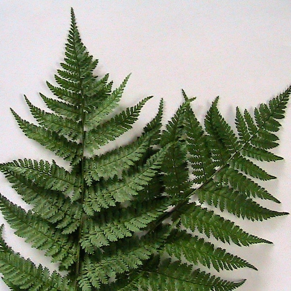 Northern Woodfern Fern 100 Dryopteris Spores