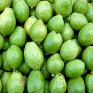 15 Apple Guava Seeds Sweet Tropical Fruit