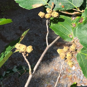 15 Witch Hazel Hamamelis Virginiana Seeds