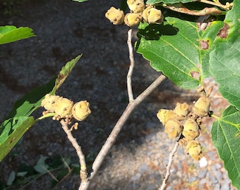 Zumari 55 Piezas Fragantes Sassafras, Semillas De árboles Sassafras Albidum