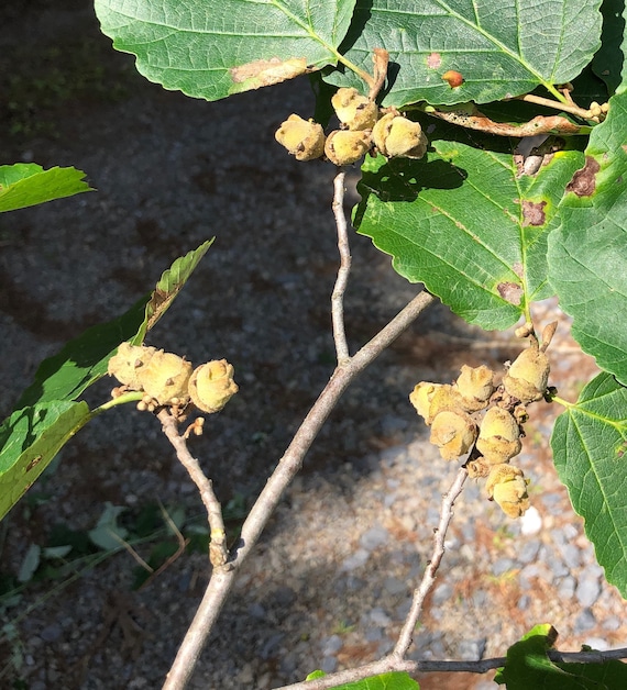 Witch Hazel Hamamelis Virginiana 5 Seeds - Etsy