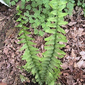 200 ebbenhouten spleenwortvarensporen/zaden