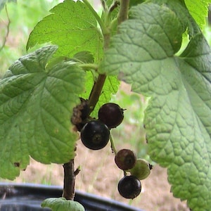 4 Pack Currant Josta Seeds Gift Bundle Perfection Red, Black Titania, Yellow Flowered Black Currant & Jostaberry-15 Seeds Per Packet