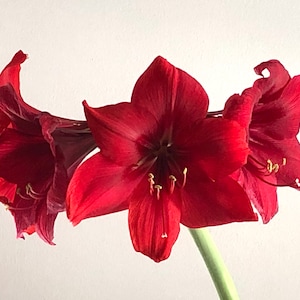 5 Red Amarylis Seeds -Perennial Flowering Bulb Lily  Amaryllis  Hippeastrum
