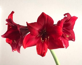5 Red Amarylis Seeds -Perennial Flowering Bulb Lily  Amaryllis  Hippeastrum