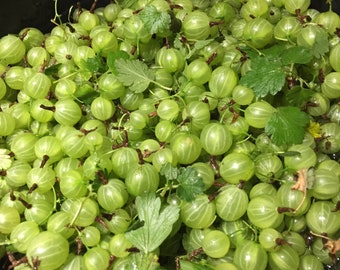 10+ Green Gooseberry Seeds -berries for Wonderful Jelly & leaves to make tea