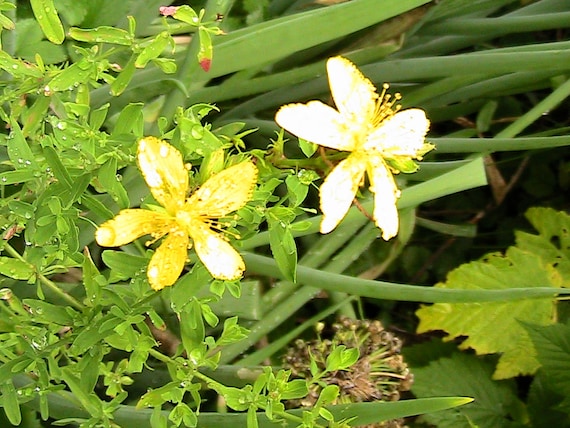 St John's Wort 10+ Seeds Hypericum Perforatum - Etsy