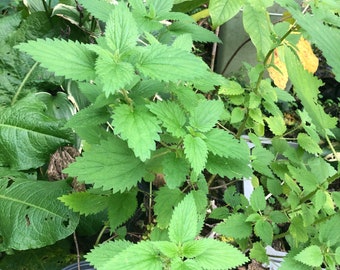 10 Stinging Nettle Seeds