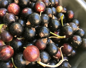 25 Consort Black Currant Seeds -Berries and Leaves to Make Tea