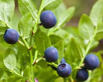 15 Billberry Seeds -Vaccinium Myrtillus