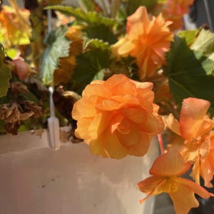 10+ Sunrise Tuberous Begonia Seeds
