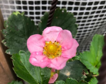 Lipstick Pink Strawberry Seeds: Edible Hanging Basket Plant (10+ Seeds)