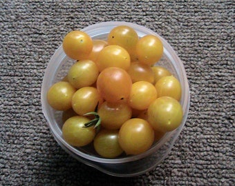 Gold Grape Tomato Seeds -Heirloom Tomato Variety
