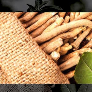 10 Ashwagandha Seeds -Witania Somnifera image 3
