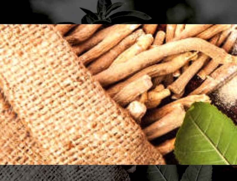 10 Ashwagandha Seeds -Witania Somnifera image 3