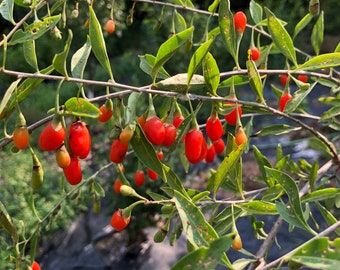 10+ Goji Lycium barbarum- Wolfberry Seeds