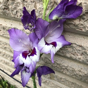 30 Gladiolus Seeds Mixed Colors -Open Pollinated Seeds Collected from 25 different plants