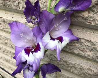 Gladiolus 15 Seeds -Mixed Colors Open Pollinated Seeds Collected from 25 different plants
