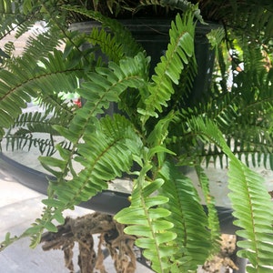 50 Kimberly Queen Varensporen/zaden