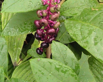 5 semi di pianta di Phytolacca americana
