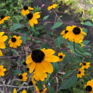 10+ Small Flowered Black Eyed Susan Rudbeckia Seeds
