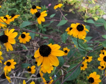10+ Small Flowered Black Eyed Susan Rudbeckia Seeds
