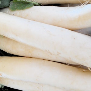 20+ Daikon Japanese Radish Seeds