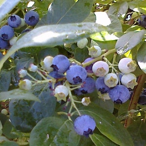 50 Heirloom Blueberry Variety Seeds Mixed