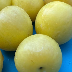3 Yellow Plum Tree Seeds -Zone 5 Hardy