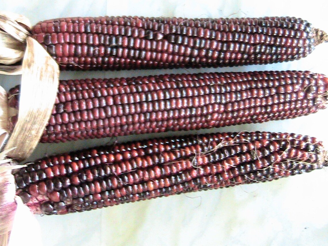 25 Heirloom Mennonite Red Flour Corn Seeds Deep red color Etsy