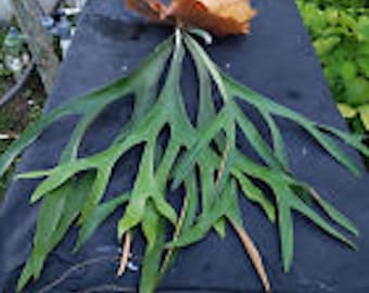 50+ Australian Elkhorn Fern -Platycerium bifurcatum var Australia Fern Spores (Seeds)