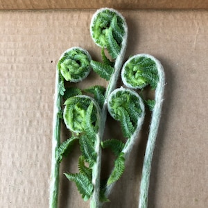 600 Cinnamon Fern Spores/Seeds -Fiddlehead Fern