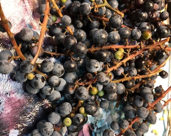5 Stem Cuttings of Fox Grape Vine -Zone 5 Hardy