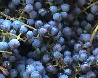 5 Frost Grape Seeds