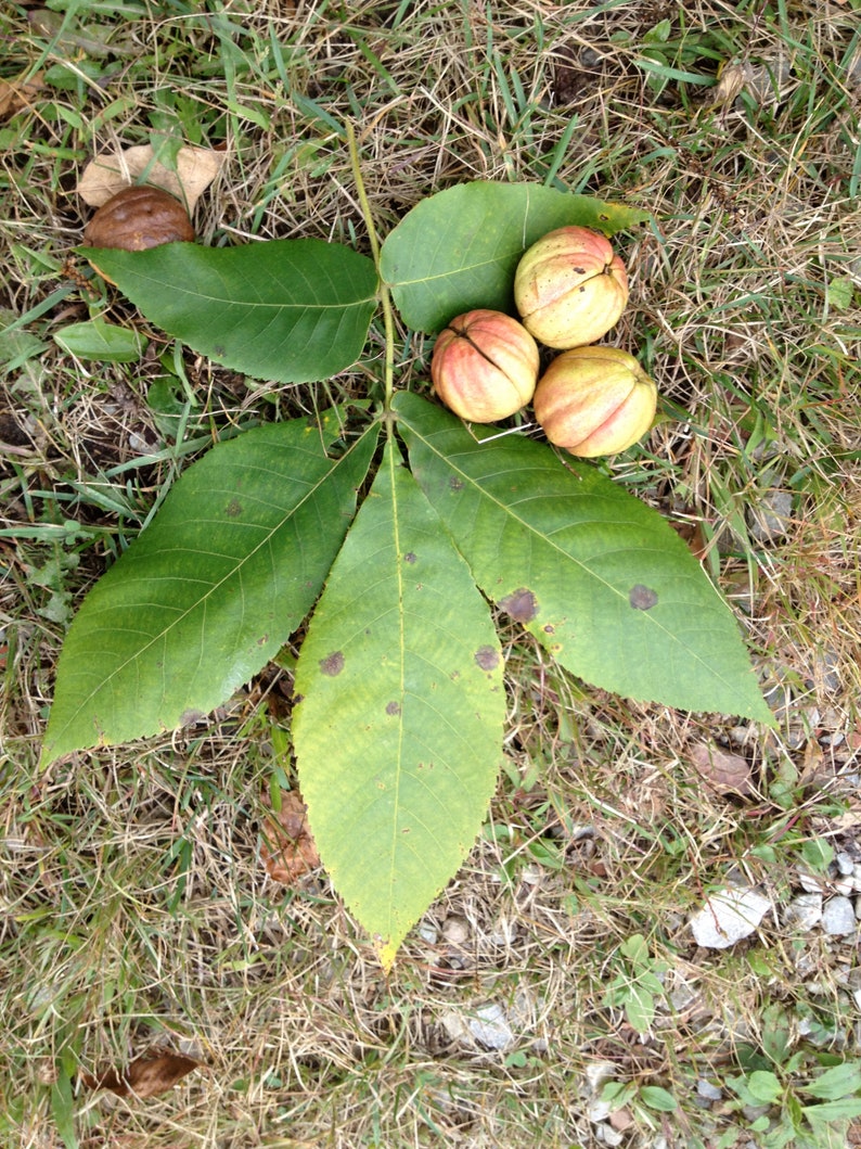 5 Shellbark Hickory Tree Seeds hardwood Edible Nut Bearing | Etsy UK