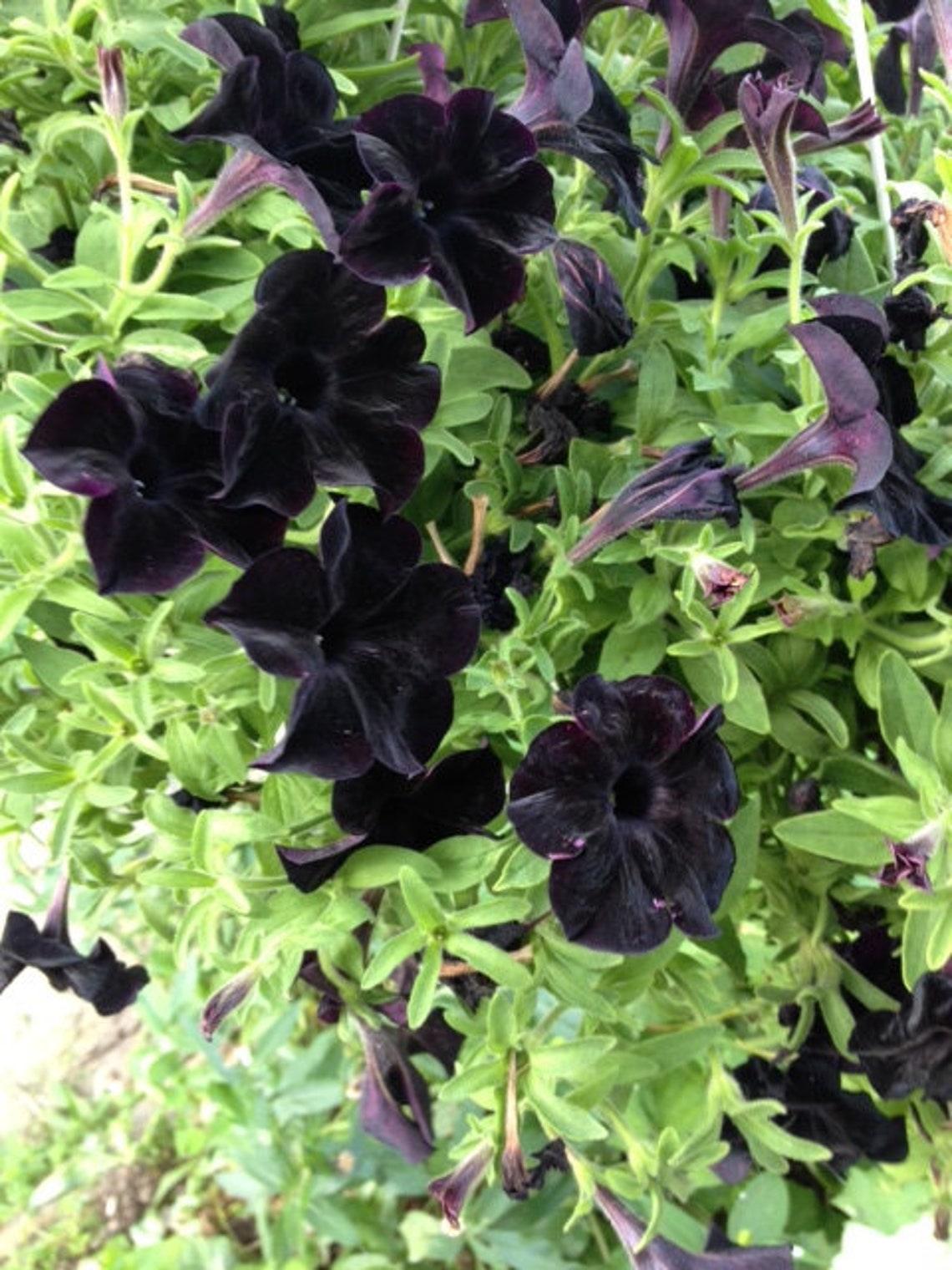 20 Black Petunia Seeds - Etsy