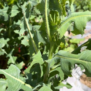 30 semillas de lechuga silvestre Lactuca canadensis