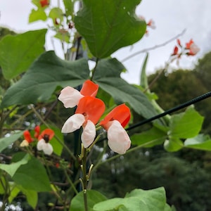 5 Painted Lady Bean Vine Seeds -Flowering Vine with Edible Beans