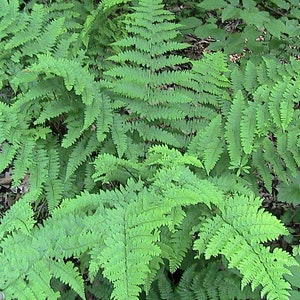 250 Lady Fern Spores Seeds (Anthyrium Filix-femina)