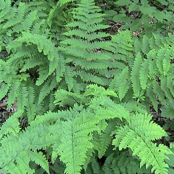 250 Lady Fern Spores Seeds (Anthyrium Filix-femina)