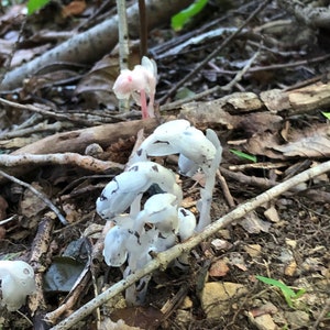 35 Monotropa Uniflora Seeds Ghost Plant Wildflower