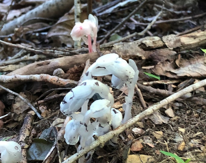 50-indian-pipe-monotropa-uniflora-seeds-ghost-plant-wildflower-etsy