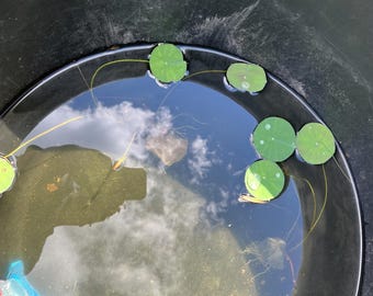 3 MIni Lotus Nelumbo Seeds -Mixed Colors