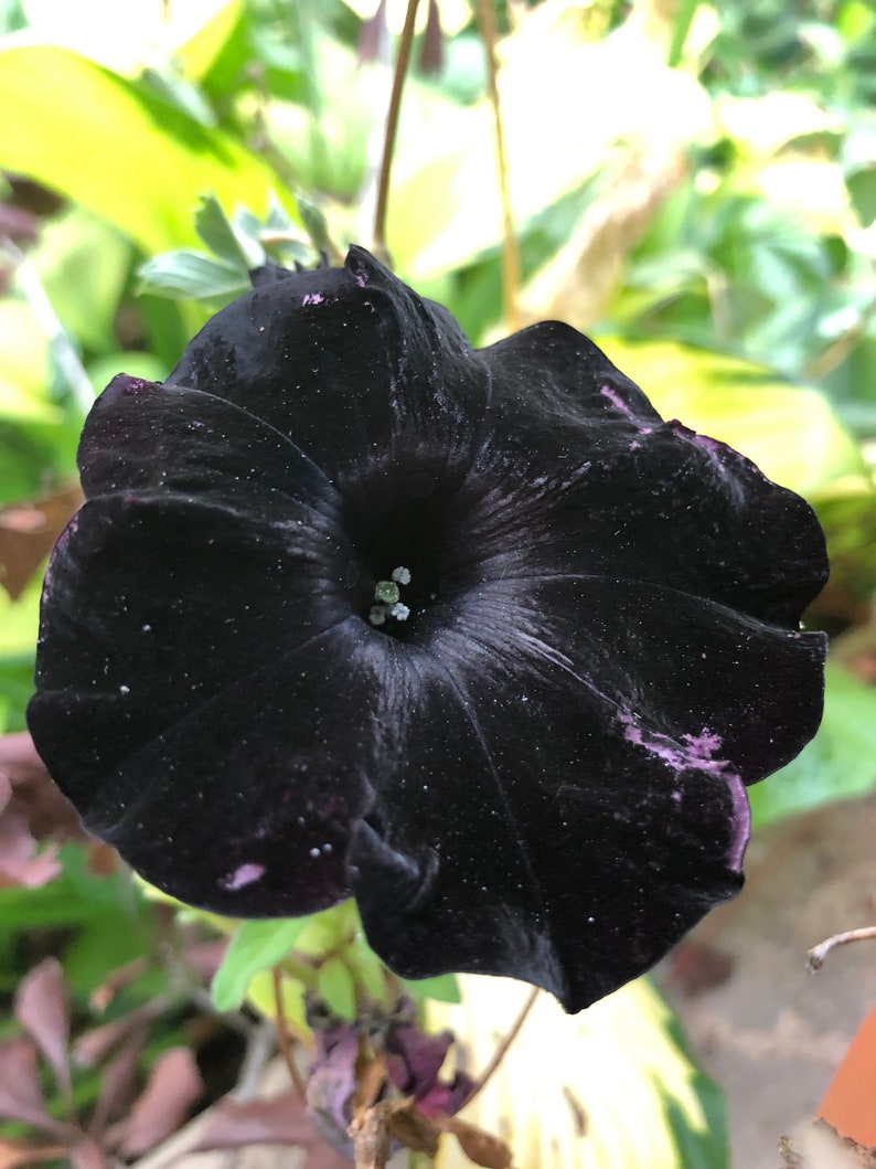 20 Black Petunia Seeds - Etsy