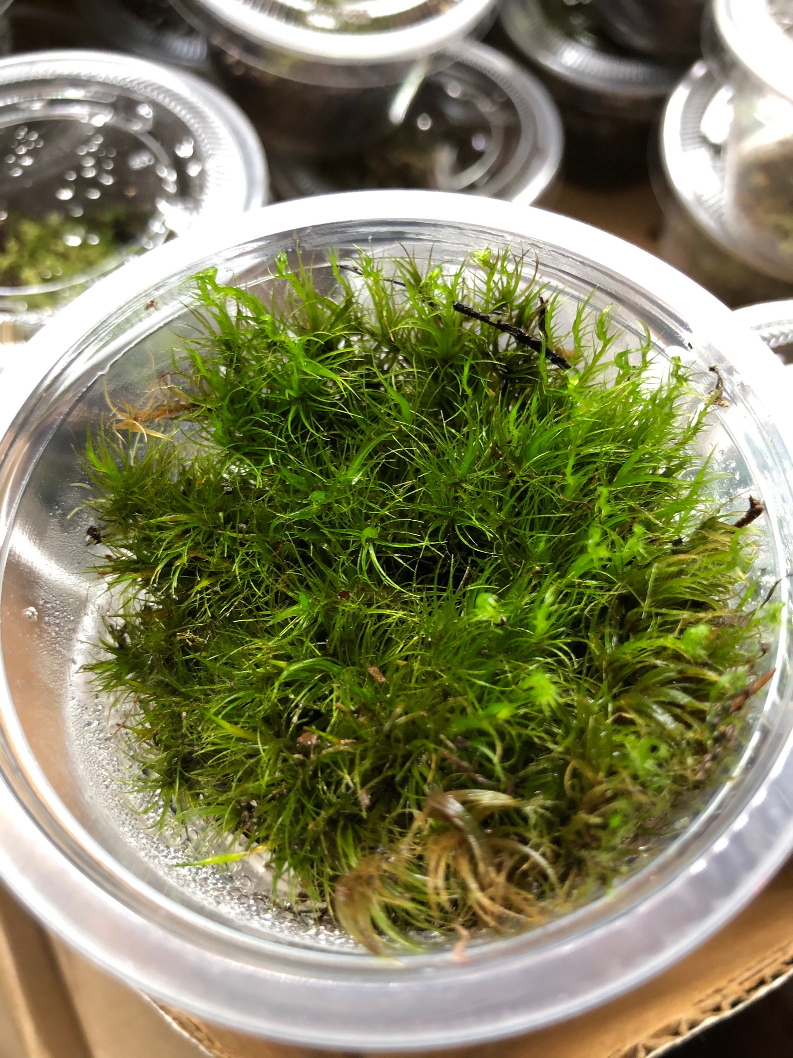 Wild Native Moss Starter PlantNot sure the varieties. But Etsy