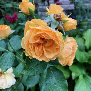 10 Sementes de Rosa Cores Sortidas - Rosa Floribunda - Planta Multiuso, Sebe, Ornamental