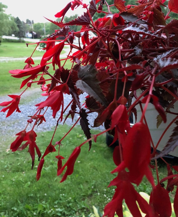 Más de 10 semillas de Begonia tuberosa de Red Angel Falls - Etsy España