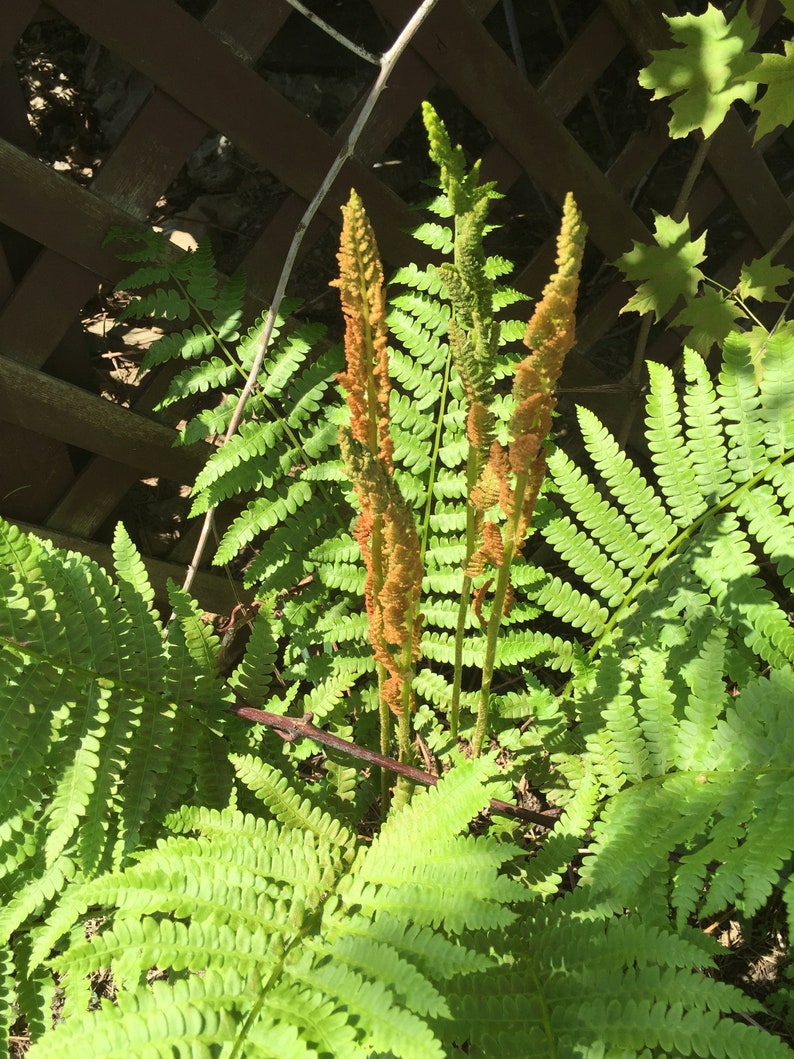 200 Cinnamon Fern Spores/Seeds Etsy