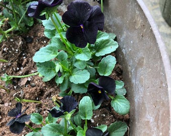 Black Flowers Bundle Seeds -Pansy, Petunia, Hollyhock, Columbine